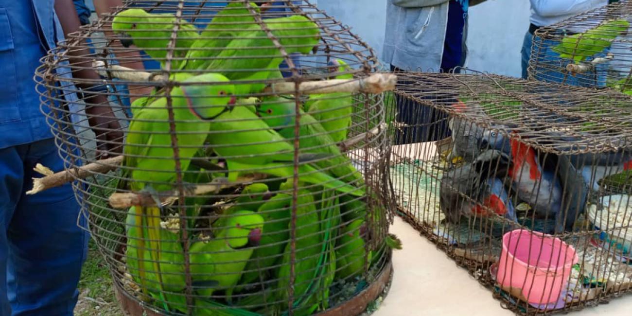 Nigeria Customs Intercepts N6.8 Million Worth of Endangered Species in Bustling Wildlife Trade