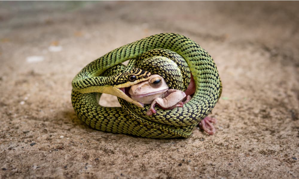 Vital Guardians: Understanding the Role of Venomous Snakes in Our Ecosystem