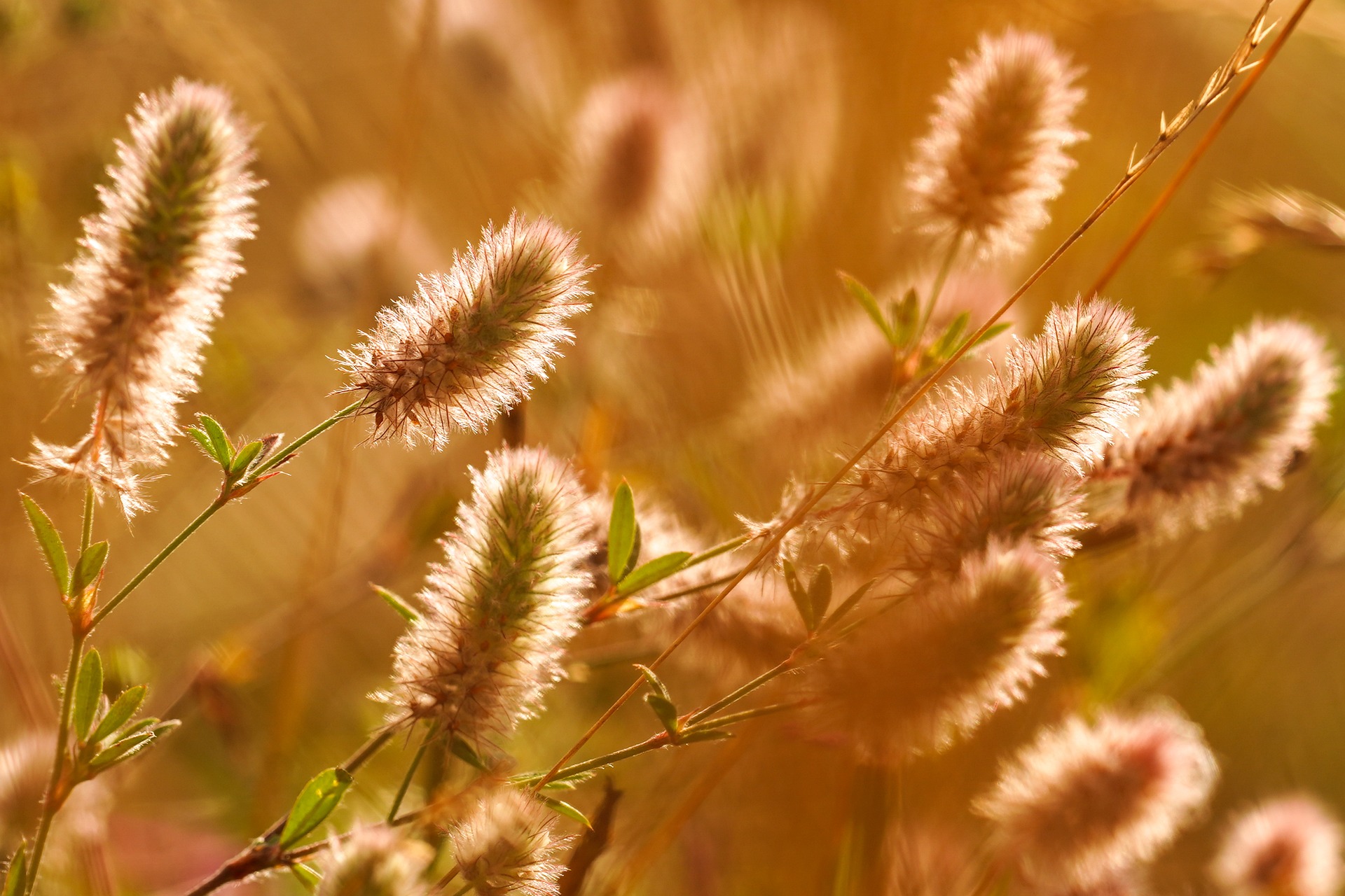 Do Plants Feel Pain?