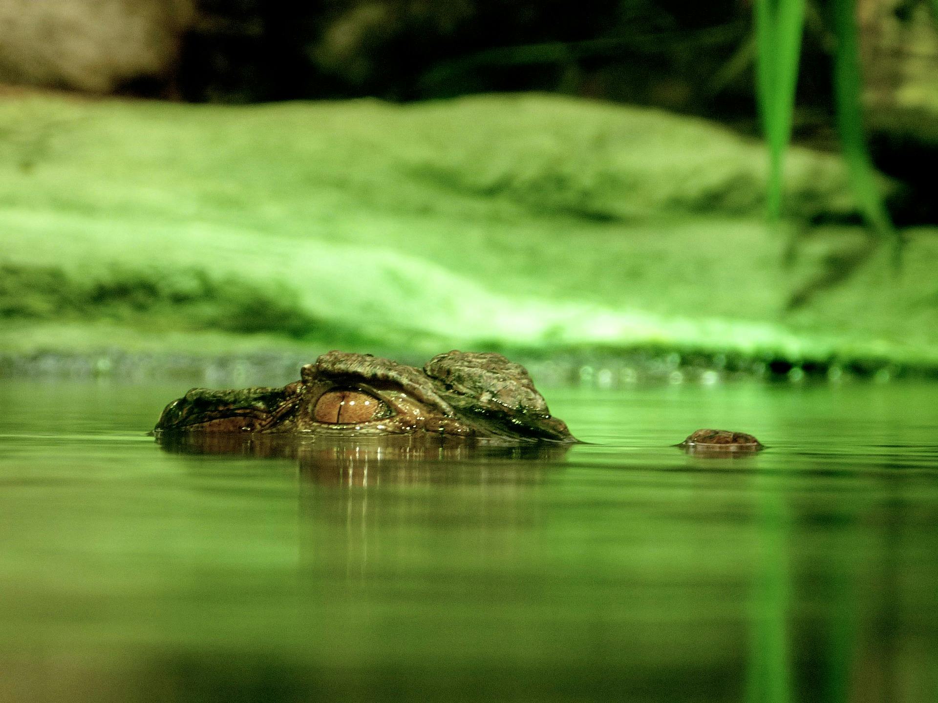 Differences Between Alligators and Crocodiles- cover photo