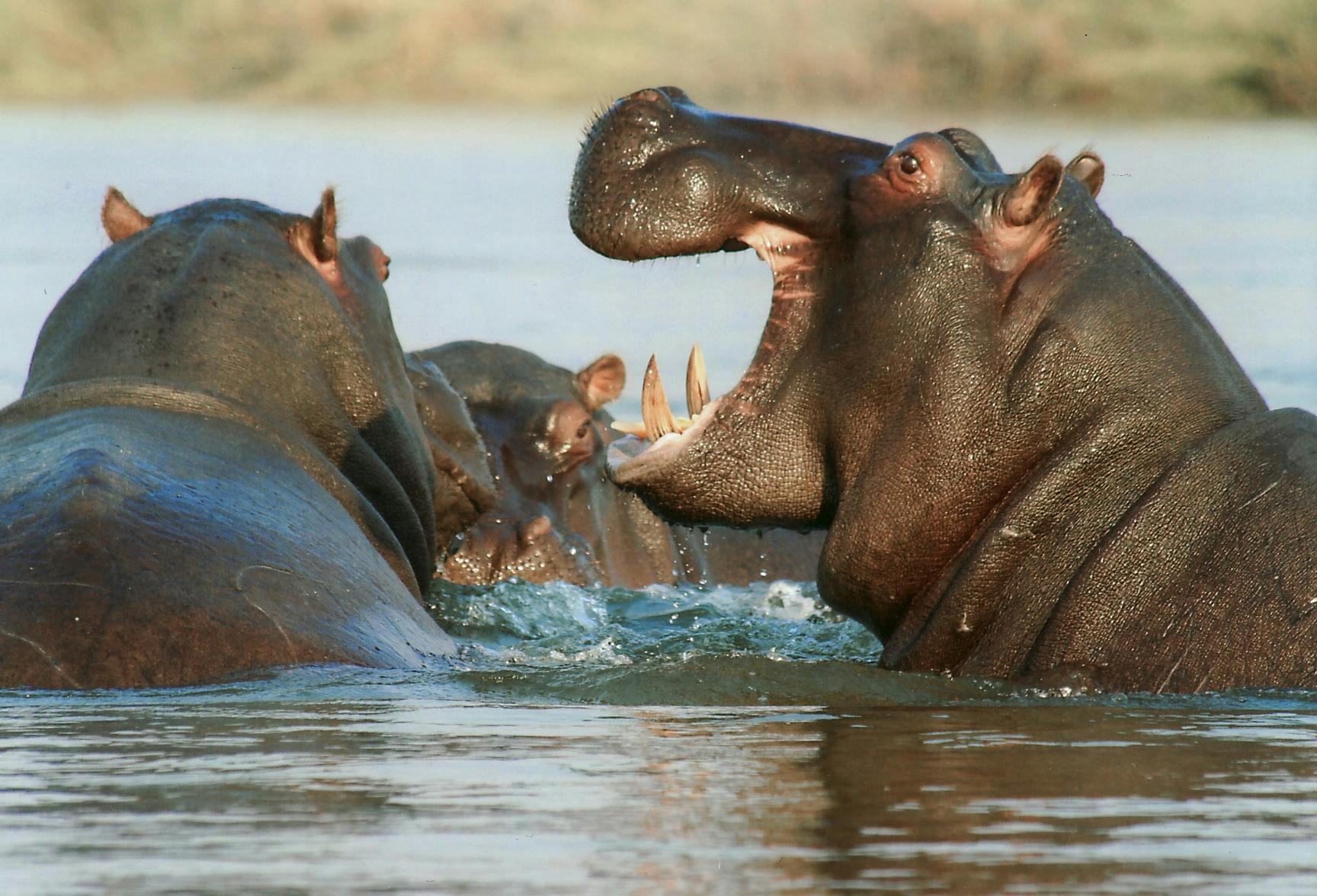 Hippopotamus Kills 60-Year-Old Guard in Kebbi