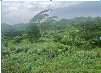 Nigeria’s last elephants wrestle for survival in forgotten reserve as Omo Forest suffers neglect An aerial view of Omo Forest, Ogun State