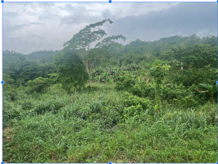 omo 1 An aerial view of Omo Forest, Ogun State